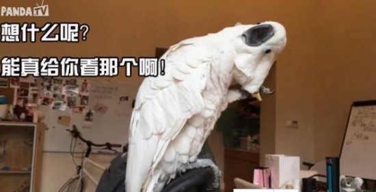 熊猫TV作死?王思聪露大鸟引14万人围观