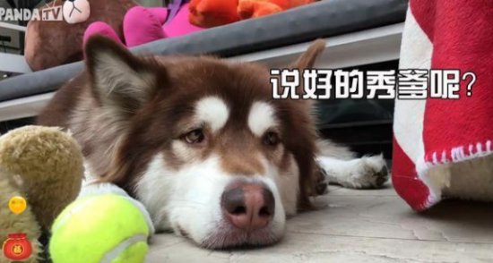 熊猫TV作死?王思聪露大鸟引14万人围观