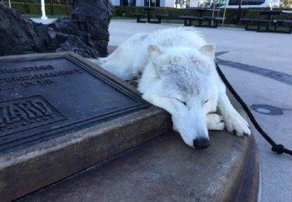 暴雪总部惊现活体霜狼 宠物还是坐骑?